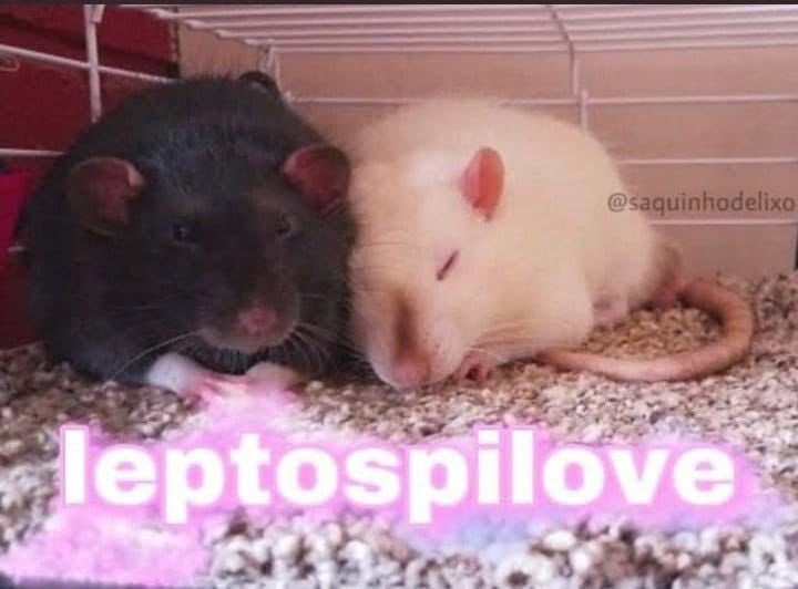 Nós de rato